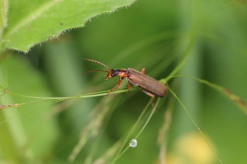 Podabrus alpinus